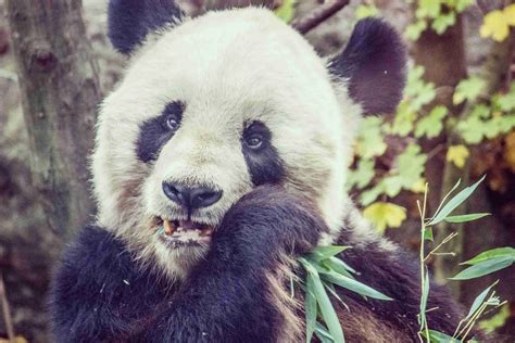 giant pandas endangered solved bestofpanda