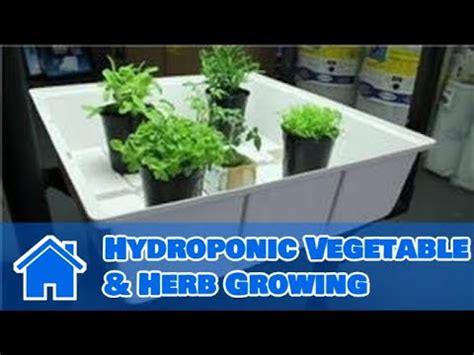 growing herbs hydroponic vegetable herb growing youtube