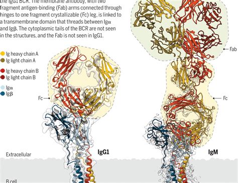 unveiling   cell receptor structure science