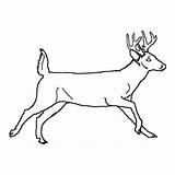 Deer sketch template