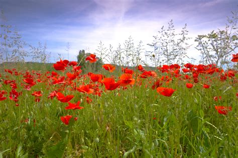 klatschmohn wann ist bluetezeit