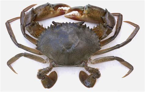 mud crab growth rate usage  fast profit production method mud crab
