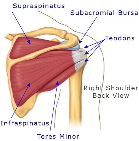 shoulder strain shoulder muscle pain