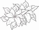 Poinsettia Coloring Pages Printable Kids Christmas Drawing Flower Flowers Bestcoloringpagesforkids Google Search Color Book Poinsettias Colouring Garden Getdrawings Choose Board sketch template