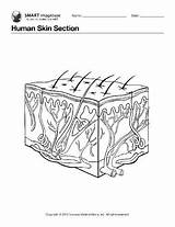 Coloring Skin Anatomy Human Pages Book Ebsco sketch template