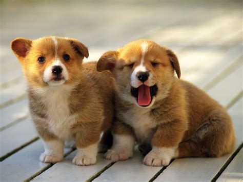 cute puppies wallpaper  fanpop