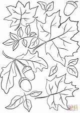 Coloring Fall Leaves Printable Pages Color Autumn Getcolorings sketch template