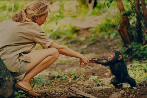 Review ‘jane’ Is An Absorbing Trip Into The Wild With Jane Goodall