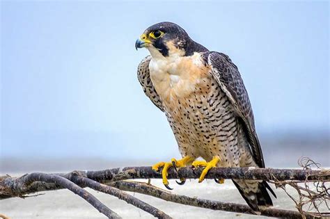 peregrine falcon facts habitat diet sciencefun