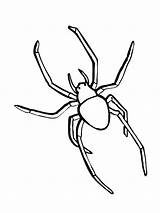Spinnen Kleurplaat Kleurplaten Colorir Spiders Spinne Aranha Animales Insetos Insectos Educar Funde sketch template