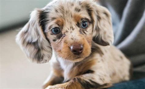 doxiepoo super cute puppies cute  puppies cute dogs  puppies