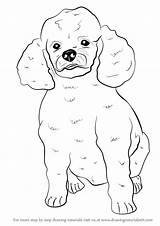 Step Poodle Drawing Draw Dog Farm Animals Drawingtutorials101 Tutorials sketch template