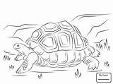 Tortoise Coloring Pages Giant Aldabra Cute Printable Galapagos Colouring Reptiles Color Supercoloring Hare Kids Getdrawings Animals Print Drawing Pdf Parentune sketch template