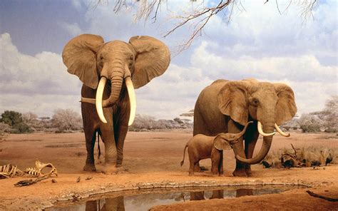 olifanten achtergronden hd wallpapers
