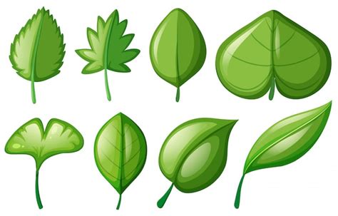 vector  shapes  leaves