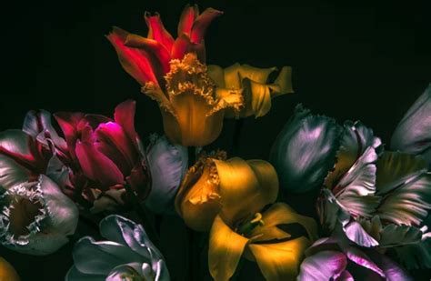 tulips dark color wallpaper wallpaperscom