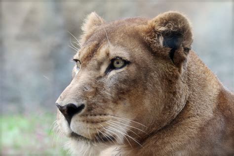 lions lioness glance rare gallery hd wallpapers