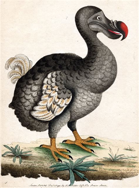 jessica pezalla dodo birds