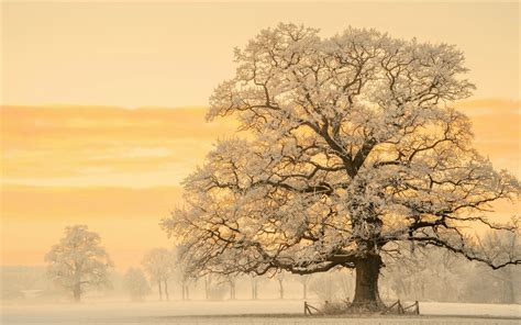 tree  snow winter sunset wallpaper hd nature  wallpapers images