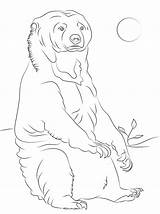 Oso Malayo Sentado Colorear Dibujosonline Baren Bears Osos Categorias Grizzly sketch template