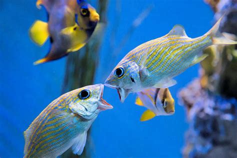 actualizar  imagen animales vertebrados peces caracteristicas