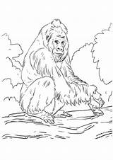 Gorilla Coloring Pages Printable sketch template