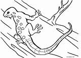Lizard Eidechse Lagarto Cool2bkids Ausmalbilder Lagartija Dibujar Gecko Imprimir sketch template