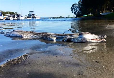 pike eel washes   australia internet cries lake monster wtf