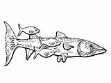 Barracuda Saltwater Scribblefun sketch template
