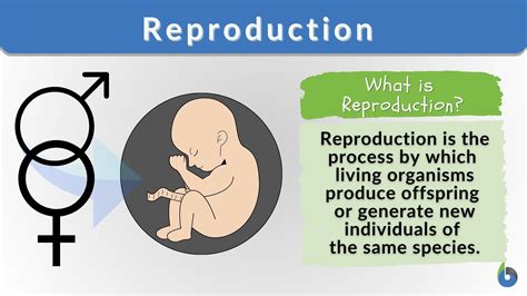 Reproduction Definition And Examples Biology Online Dictionary