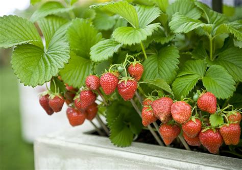grow strawberries  pots