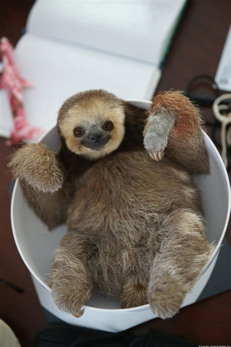 sloth pictures show animals quirky side  woman rescues hundreds photo huffpost