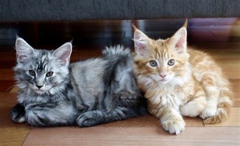 purebred adorable maine coon kittens 3 months old only two left
