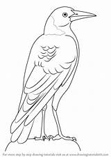 Magpie Australian Draw Drawing Step Bird Birds Drawings Learn Drawingtutorials101 Easy Tutorials Animals Templates Animal Pencil Svg Choose Board sketch template