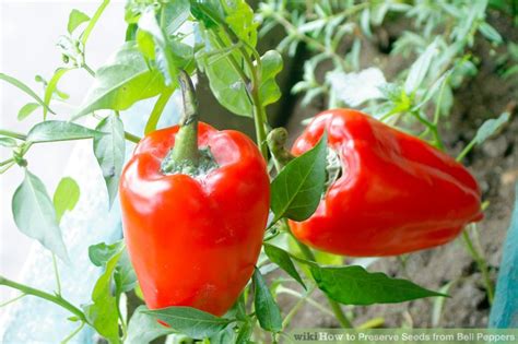 how to preserve seeds from bell peppers 10 steps with pictures