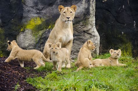 lion cubs debut  woodland park zoo  ballard