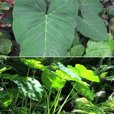 big leaf plants list  complete information gardening tips