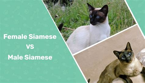 male vs female siamese what s the difference with pictures