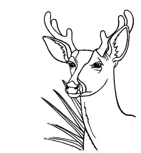 coloring page deer bestappsforkidscom