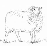 Sheep Coloring Pages Printable Color Drawing Print sketch template