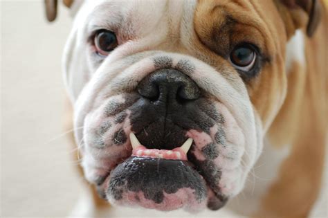 bulldog dog breed information pictures