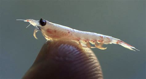 sauver le krill enjeu ecologique fondamental pour la planete