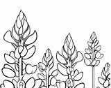 Coloring Texas Bluebonnet Bluebonnets Flower Drawing Designlooter Drawings 270px 13kb Getdrawings State sketch template