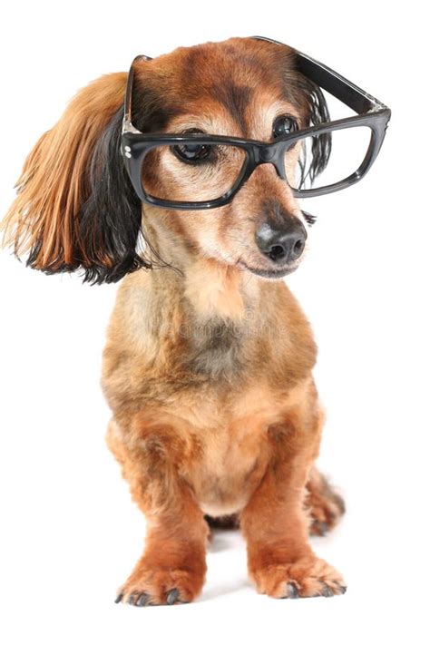smart dog stock image image  miniature dachshund