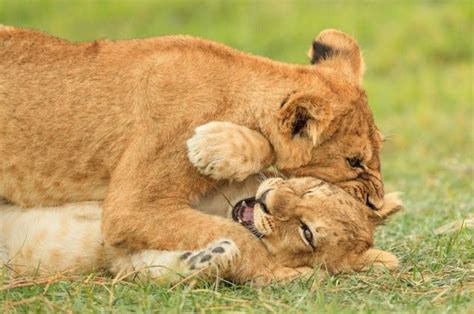 Through Golden Eyes Big Cat Fight Squabbling Lion Cub