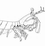 Mantis Shrimp sketch template