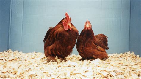 Red Cochin Bantam Bantam Chicks For Sale Cackle Hatchery