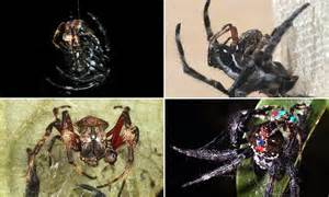 Female Darwin Spiders 14 Times Larger Than Males Force Mates To Perform