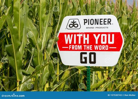 pioneer seed sign  field  ripe corn editorial stock photo image