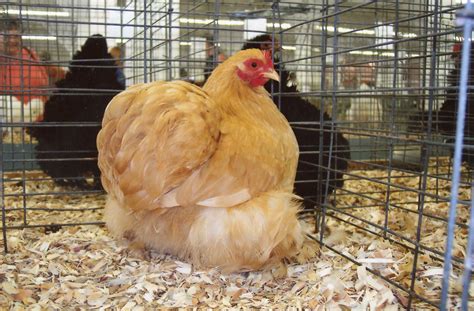 Buff Cochin Bantam Bantam Chicks For Sale Cackle Hatchery